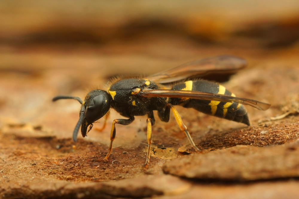 image-frelon